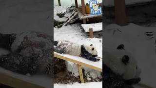 纵享丝滑～下雪🌨️以后不止孩子们高兴，大熊猫更是开心的不得了，熊孩子玩雪停不下来了，都给滑梯玩秃了🥳🥳🥳