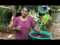 കോഴിവളം ഇങ്ങനെ കൃഷിക്ക് ഉപയോഗിക്കു chicken manure compost in malayalam chickenmanure compost