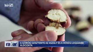 RADAR - A GÖRÖG GESZTENYE AZ ASZÁLY ÉS A HŐSÉG LEGÚJABB ÁLDOZATA - HÍR TV