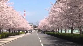 20150402 大田区の某処の桜並木-3