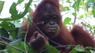 Kepo nest building in new forest