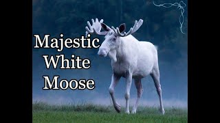 Majestic Rare White Moose in Varmland, Sweden