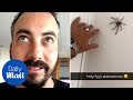 Huntsman spider pounces on man - Daily Mail