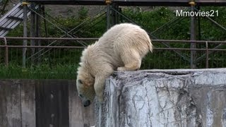 お立ち台から飛び込んだポロロ〜浅すぎた？ Polar Bear twin cubs Pororo \u0026 Maruru