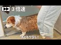 今からお風呂だと分かってテンションだだ下がりの愛犬がかわいい