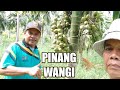 KEBUN PINANG WANGI MINIM PERAWATAN NAMUM TETAP BERBUAH LEBAT