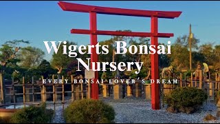 Wigert's Bonsai Nursery 2023 - Shop Tour