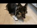 【パピヨンとコーギーのミックス犬】氷を味わう愛犬　 mixed dog of papillon and corgi a pet dog that tastes ice