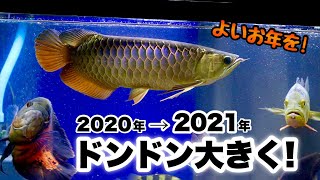 お正月☆過背金龍|もうすぐ2歳|アジアアロワナ|皆様に感謝|90✕45✕45水槽|F2|クロスバックゴールデン|マレーシア|FOREVER|CROSSBACK GOLDEN AROWANA