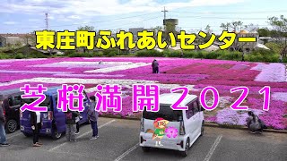 東庄町ふれあいセンターの芝桜満開2021-4k