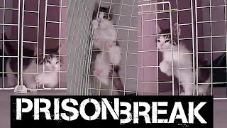 Prison Break. The real story