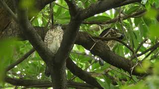 20220718 巴克禮公園鳳頭蒼鷹 – 腫包妹和小鳳弟 1