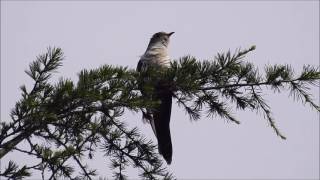 ムビる09866 ホトトギスの鳴き声・姿 hototogisu