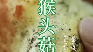 山珍之首，猴头菇 爬了3个小时才找到一个很小的，山珍极品菌王，猴头菇，大家赶快来看看大自然的馈赠 大山里的原生态