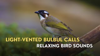 Light-vented Bulbul (Pycnonotus sinensis) | Calming Bird Sounds