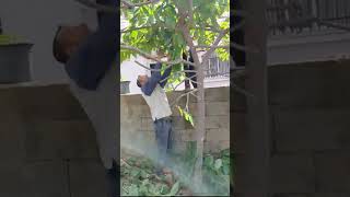 🌳🌳 تقليم اشجار القشطة خبرة ١٦عام بتعامل مع اشجار القشطة🌳🌳🌱🍃🍂👈👈👍👍