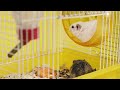 what are the best toys for hamsters recommended hamster toys