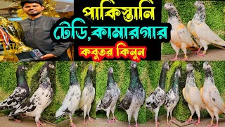 পাকিস্তানি টেডি,কামারগার,কাসুরী,গোল্ডেন কবুতর কিনুন | বাকবাকুম পায়রা | Pigeon |