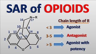 Structural Activity Relationship (SAR) of Opioids