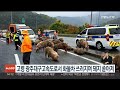 경북 고령 광주대구고속도로서 화물차 쓰러지며 돼지 쏟아져 연합뉴스tv yonhapnewstv