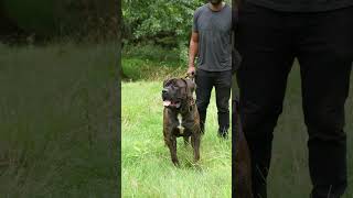 Big Brindle Boerboel Exotics Pgh Drago #boerboelbreeders #boerboel #dogbreed