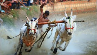 മികച്ച പോരാട്ടം. ഫൈനൽ റൗണ്ട്  കാഞ്ഞീരക്കോൽ കാളപൂട്ട് 28/01/2024