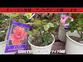 【姫路バラ園】息を呑む豪華絢爛！溢れ咲く庭園と高貴なバラ達🌹