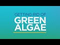 How to Get Rid Of Green Algae in Your Pool