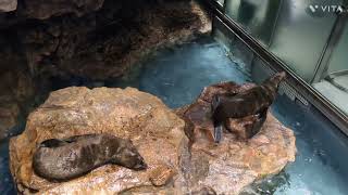 休憩中のオットセイ〜すみだ水族館〜