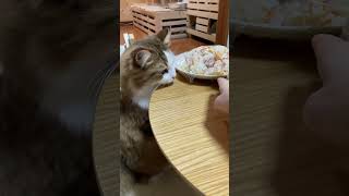 お父さんのご飯をペロペロする猫