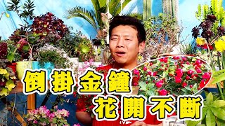 【養養養花花花】倒掛金鐘再次開花，平時多注意這幾點，一年四季一定能花開不斷