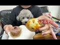 【大阪 犬と行けるカフェ セレンテーブル】店内犬ok！マクロビ・ビーガンカフェ🐶🍰in大阪府高槻市