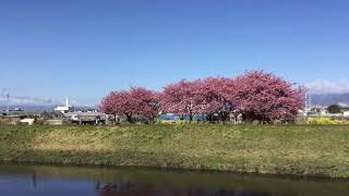 小出川の河津桜🌸