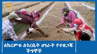 ለክረምቱ ለጎረቤት ሀገራት የተዘጋጁ ችግኞች