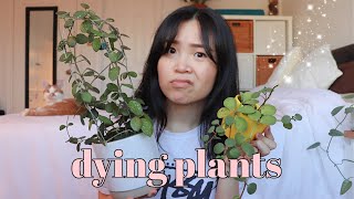 Sad Dying Plants vs Happy Thriving Plants