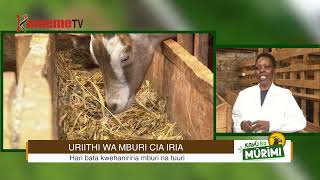 URIMI WA MBURI CIA IRIIA #KayuKaMurimi