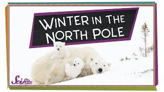 Winter at the North Pole! | Winter Science | SciShow Kids