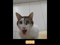 阿帕次 貓 貓咪 cat cats apt