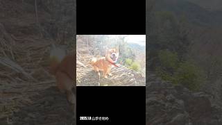 山を駆け回る柴犬　#登山犬　#山歩き　#山散歩　