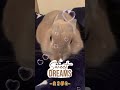 おやすみなさい🐰💤明日もよろしくお願いします🐰✨