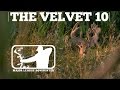 Velvet Buck at 15 Yards - Early Season Bowhunting | Major League Bowhunter