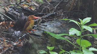 アカショウビンVS蛇