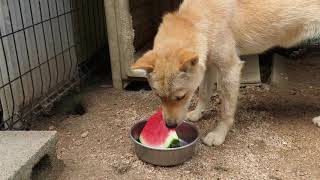 山陰柴犬ユズも大栄西瓜を食べる