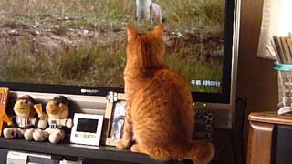 テレビを見る猫