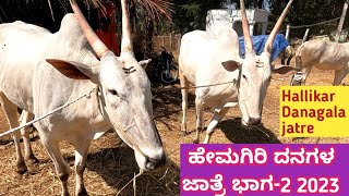 Hemagiri Danagala jatre 2023 part 2 | ಹೇಮಗಿರಿ ದನಗಳ ಜಾತ್ರೆ | Hallikar oxen cattle fair KR Pet MANDYA