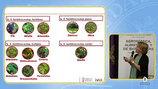 La bacteria y las enfermedades que causa (Xylella 2/5)