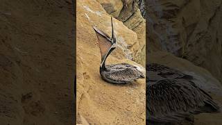 అమెరికా లో ఈ పిట్టగాడి పేరు Brown Pelican, వీడు నోరు తెలిస్తే 10 liters water నోట్లోకి వెళ్ళిపోతాయ్