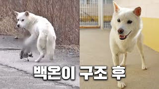 덫에 다리가 걸려 고통받던 백온이, 구조 3개월 후 / 동물자유연대