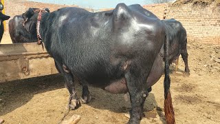 ظفرعلی بلوچ 404گ ب 1ٹاپ کلاس بھینس فروخت14مارچ Pure Neli, Nili Ravi Buffalo For Sale on Eitfaaq