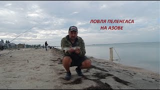 Ловим ПЕЛЕНГАСА на Азове!!!